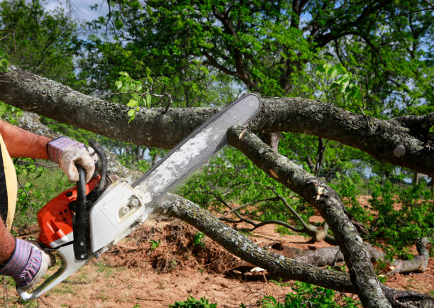 Best Tree Maintenance Programs  in Gorman, TX